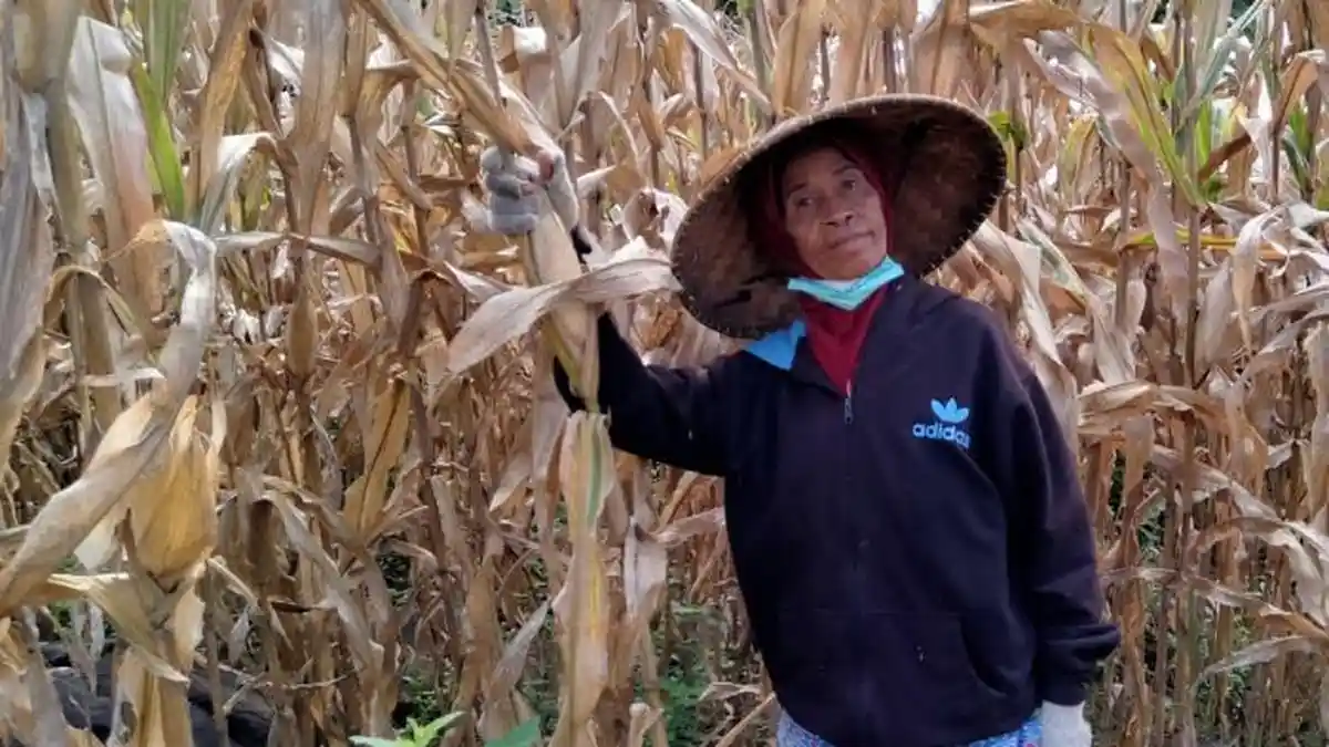 Bupati Bima Siap Kawal Bulog Serap Jagung Petani Sesuai HPP
