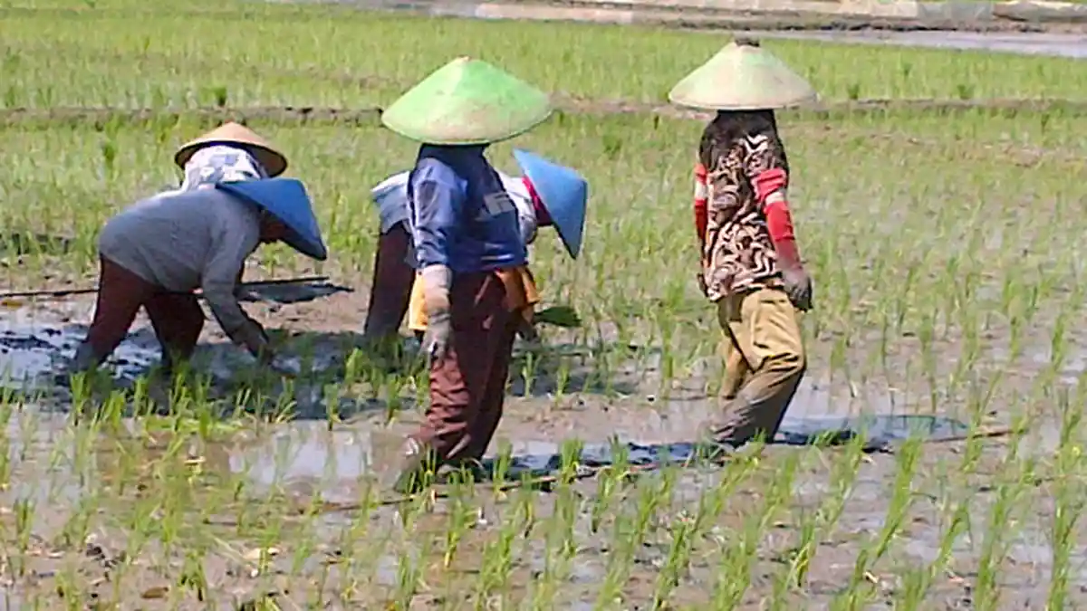 Puluhan Hektare Sawah di Bali Terancam Abrasi