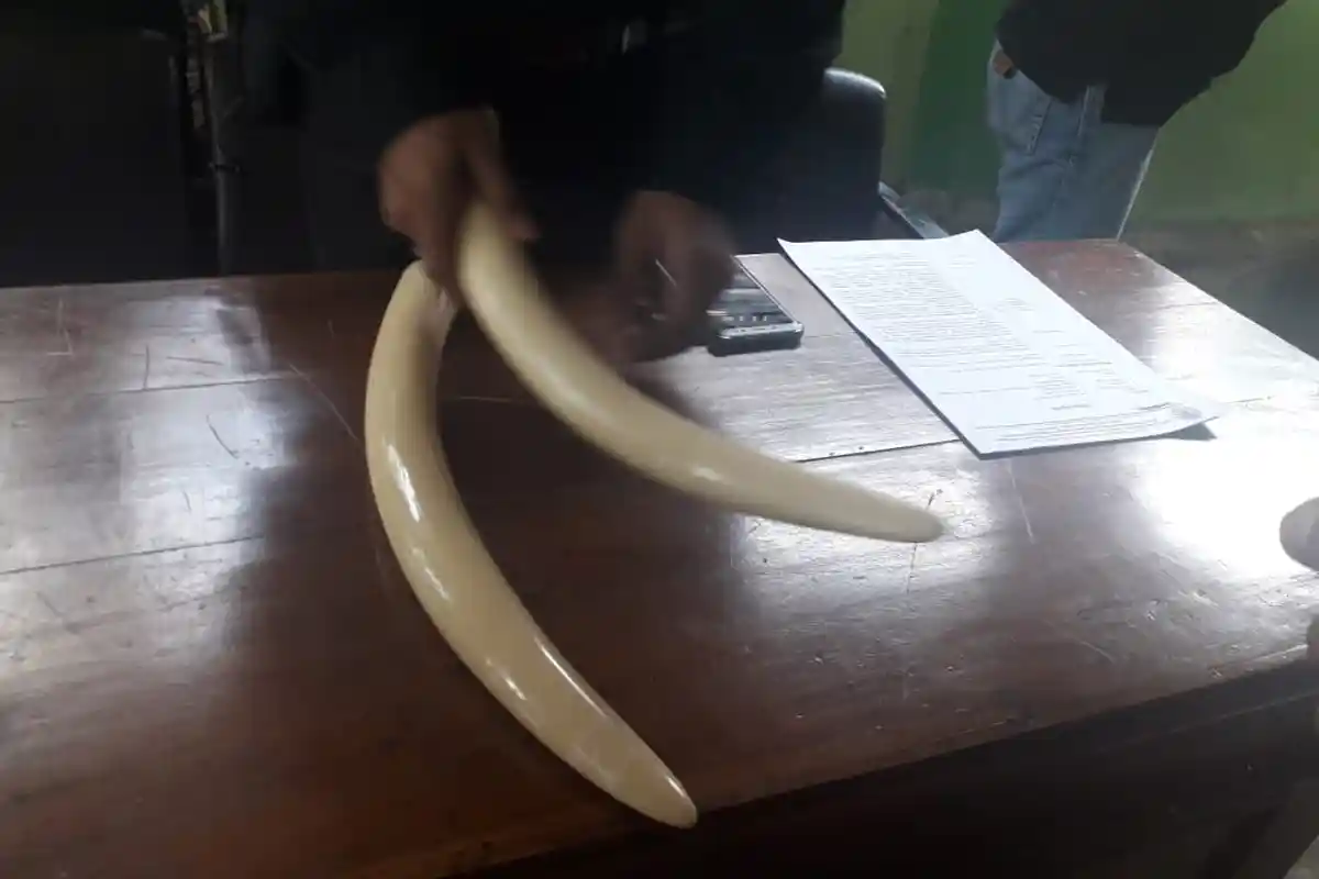 2 Gading Gajah Dijual Rp 50 Juta, Tim Gabungan Amankan 3 Pelaku yang Berencana Transaksi di Bypass