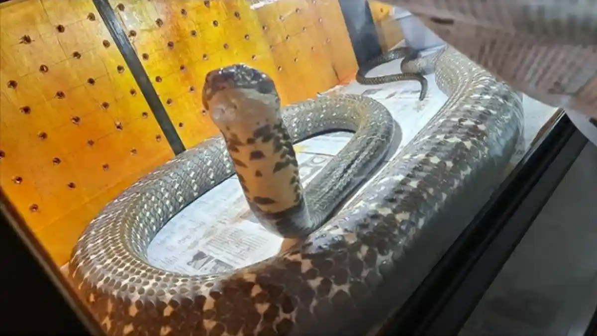 Garaga Ular Panji Petualang Dioperasi, Cacing di Badannya Diambil, Ini Kabarnya Setelah Dipelihara