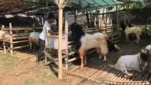 pedagang-hewan-kurban-di-Jalan-Sultan-Agung-Kota-Batu-jelang-Iduladha-2026.jpg