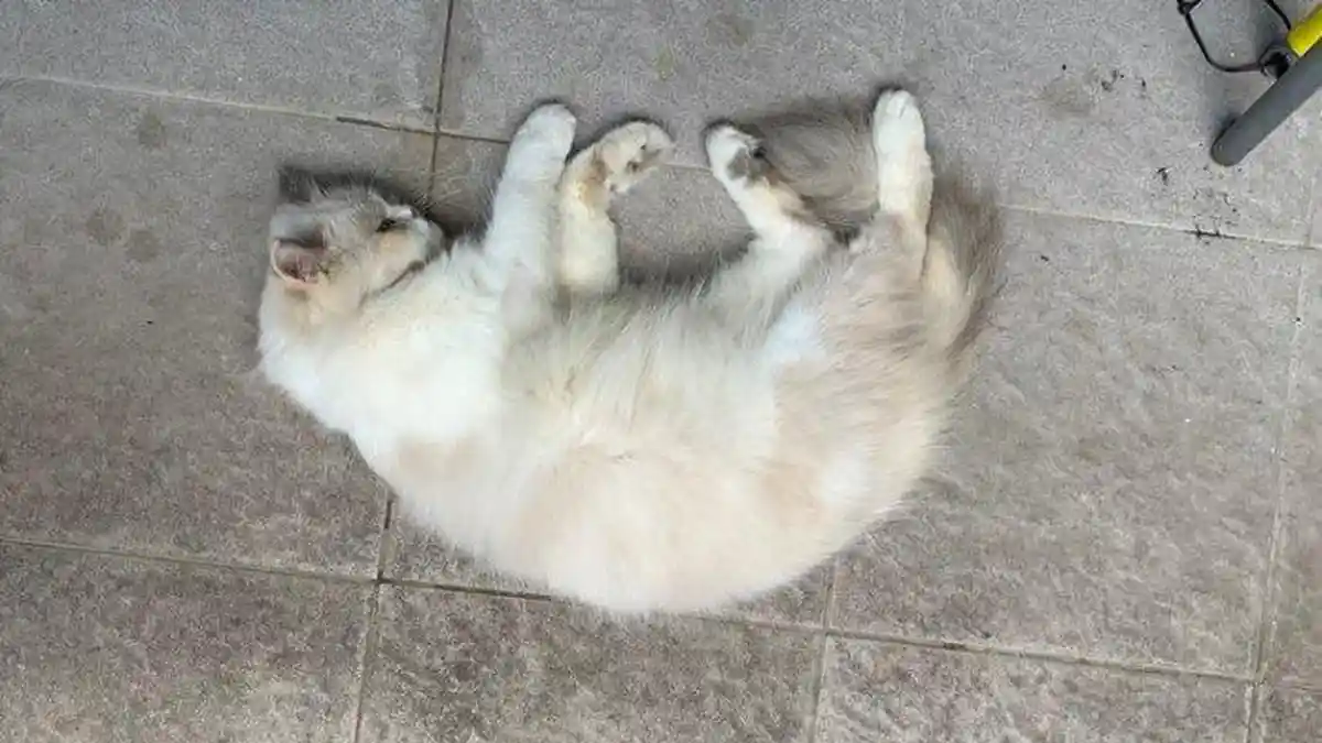 Arti Mimpi Melihat Kucing Raksasa, Ternyata Pertanda Keberuntungan