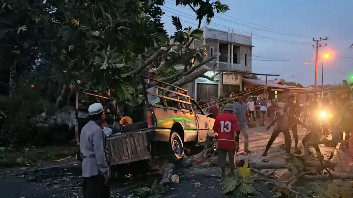 Pohon Sukun Tumbang Timpa Mobil Pikap, Satu Luka Berat dan 8 Luka Ringan