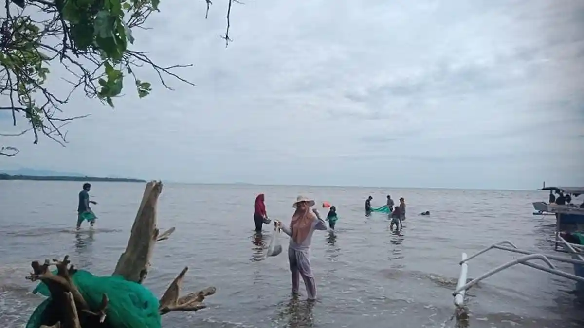 Warga Pesisir Pangale Mamuju Tengah Gembira Ikan Penja Melimpah