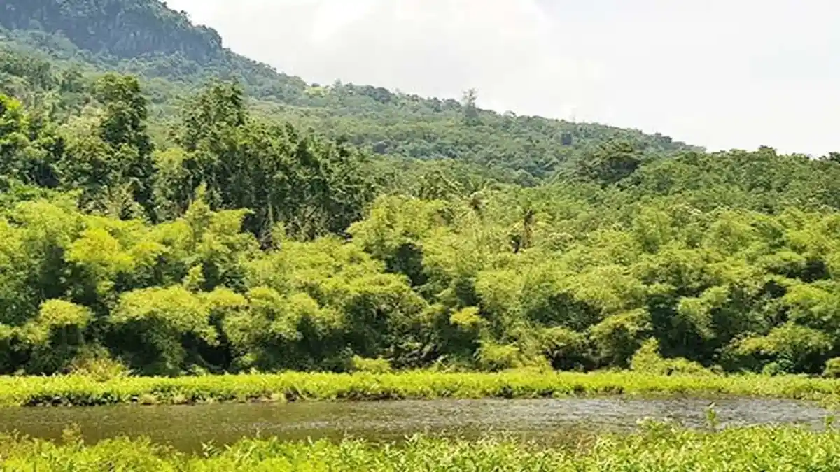 Danau Koliheret di Sikka Ada Penghuni, Ayam Rano yang Muncul Pagi dan Sore Hari