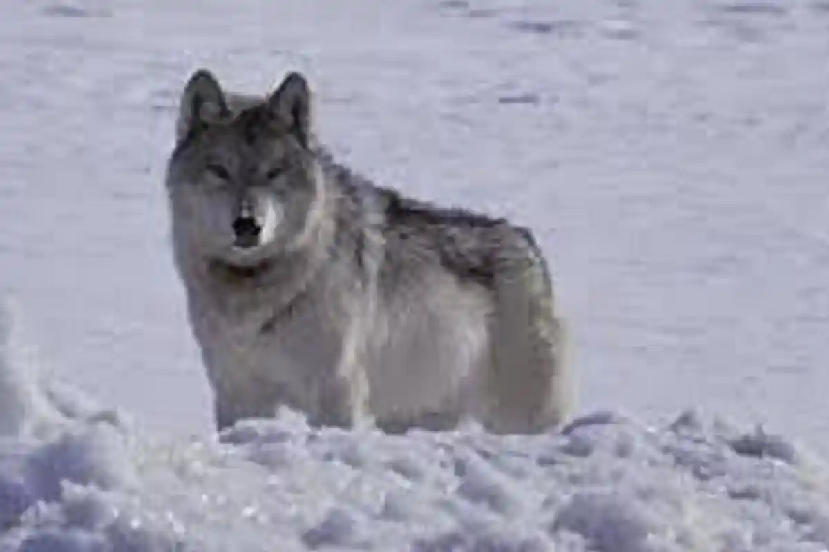 Montana Izinkan Bantai Srigala Abu-abu dan Beruang, Telah Dihapus dari Spesies Terancam Punah