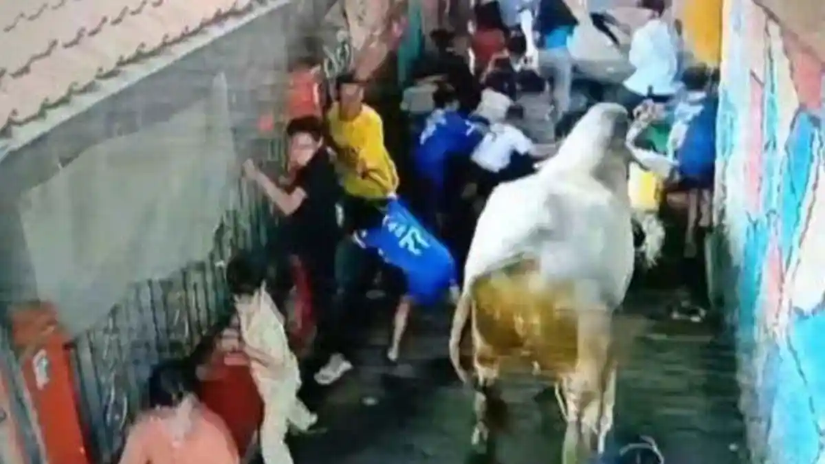 Bocah di Bandung Patah Tulang Diseruduk Sapi Kurban Mengamuk
