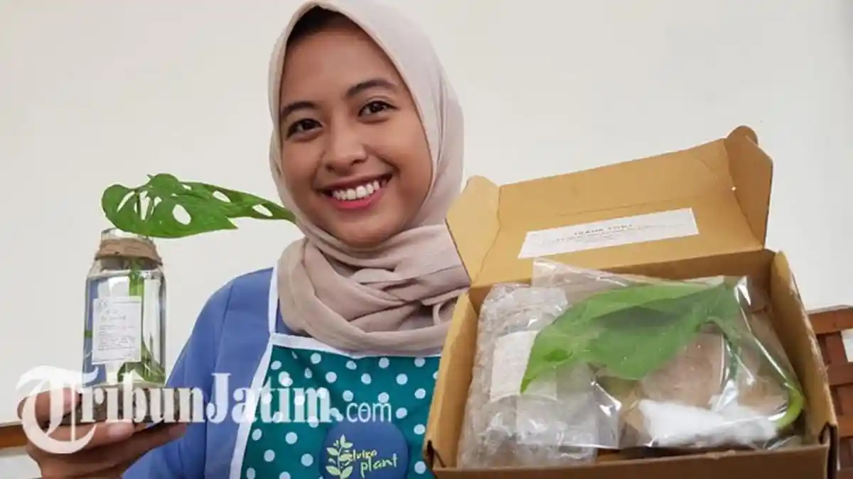 Ingin Belajar Menanam Tanpa Perlu Repot & Kotor? Elvira Plant Rilis DIY Plan Kit Buat Pemula, Coba?