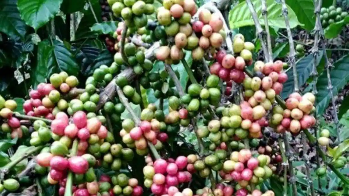 Kopi di Pesisir Barat Lampung Tembus Rp 66 Ribu per Kg