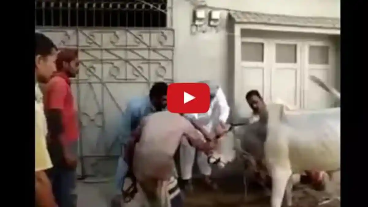 Sapi Kurban Mengamuk Sebelum Disembelih, Empat Orang Terkapar Dibuatnya, Simak Videonya!