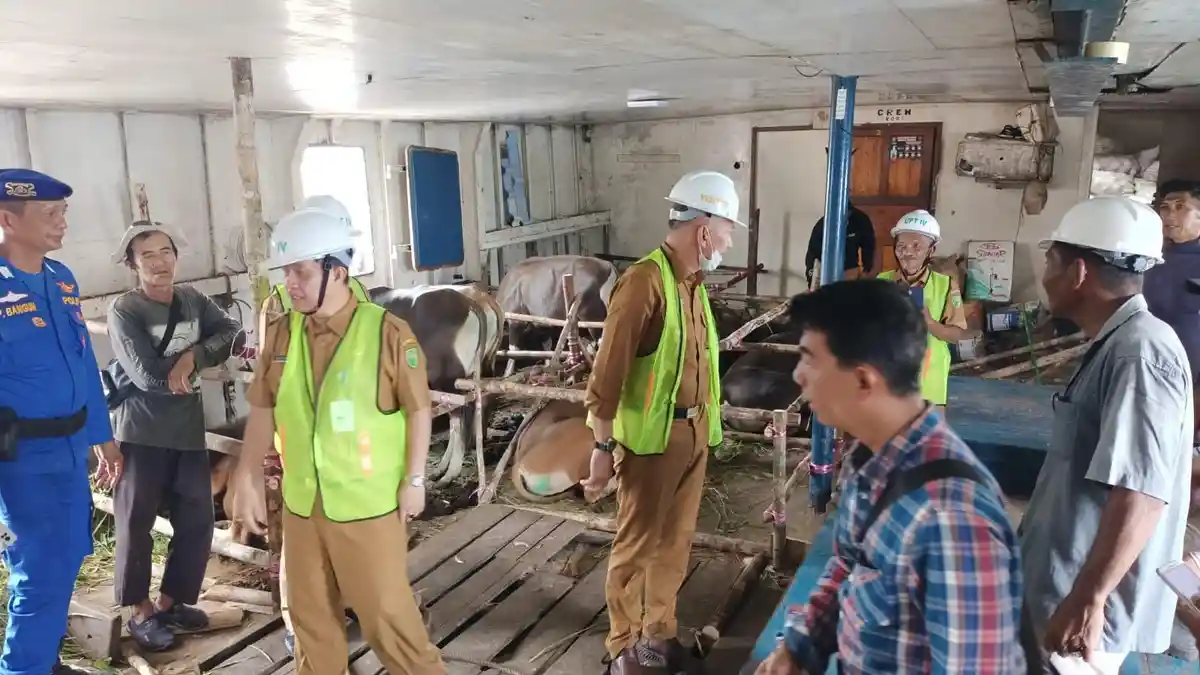 Stok Sapi Melimpah, Natuna Jadi Pemasok Hewan Kurban di Kepri