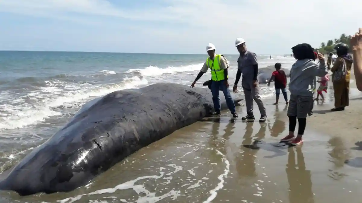 Kakek 61 Tahun di Australia Tewas Terlempar Akibat Perahu Ditabrak Ikan Paus