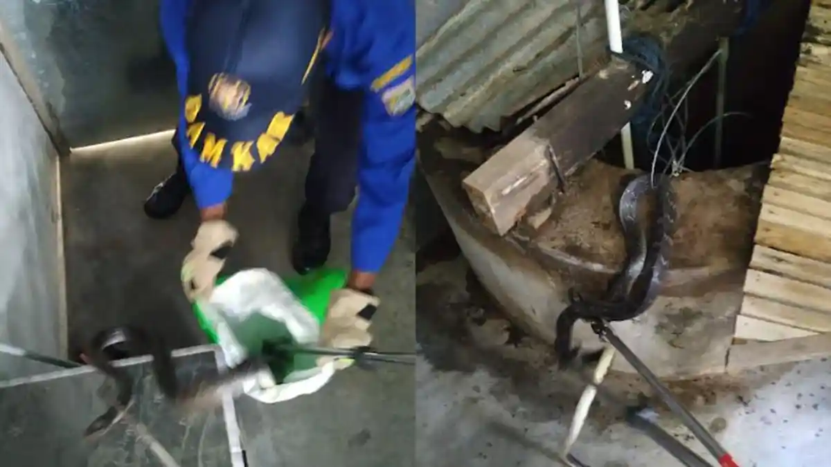 Ular Kobra Sepanjang 2 Meter Masuk Rumah Warga Malang, Penghuni Panik hingga Panggil Damkar