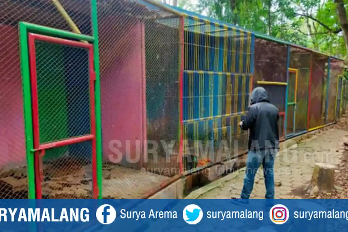 Ular Piton di Tarekot Malang Alami Luka Sobek di Bibir, Begini Tanggapan Pemkot Malang