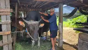 Ketut-Sukata-saat-ditemui-di-kandang-sapi-sederhana-miliknya.jpg