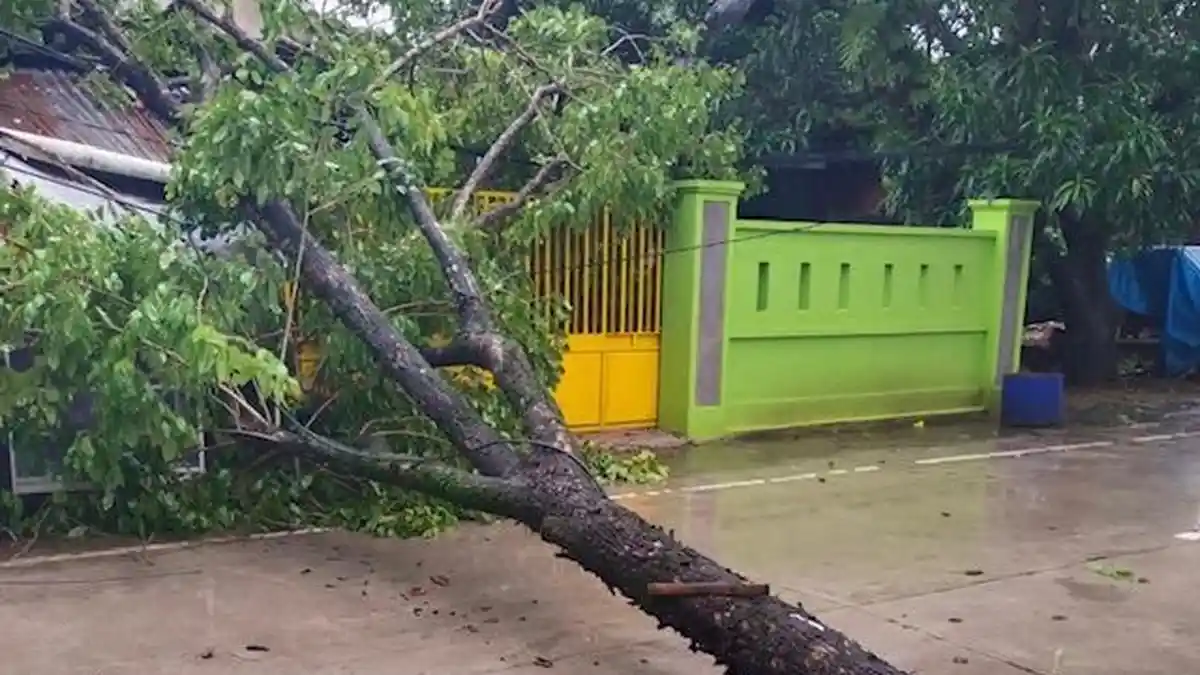 Kronologi Pohon Tumbang Timpa Gerobak Bakso Warga di Pangkep