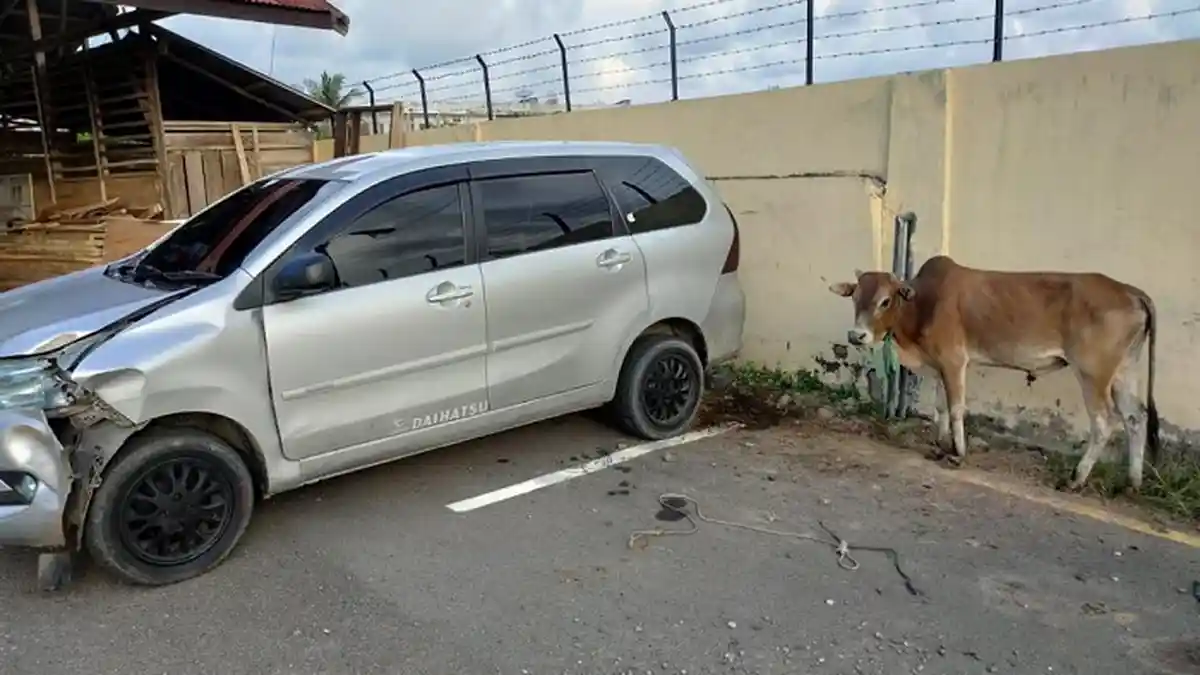 Kejar-kejaran di Jalan, Xenia Komplotan Pencuri Lembu Dipepet Polisi hingga Tabrak Tiang Listrik