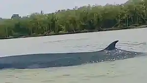Ikan-Paus-Terdampar-di-Cengal-OKI.jpg