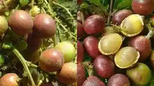 Manfaat-Matoa.jpg