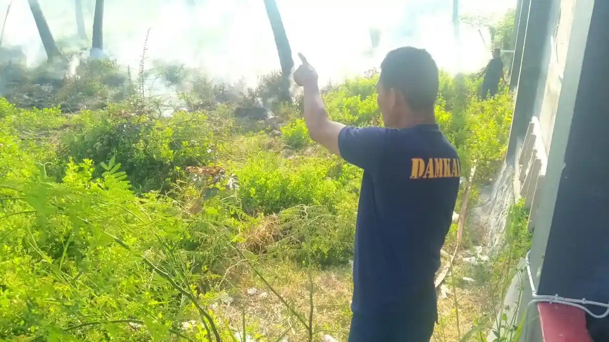 BREAKING NEWS Kebakaran Lahan di Marisa Pohuwato Gorontalo, Nyaris Hanguskan Pertokoan