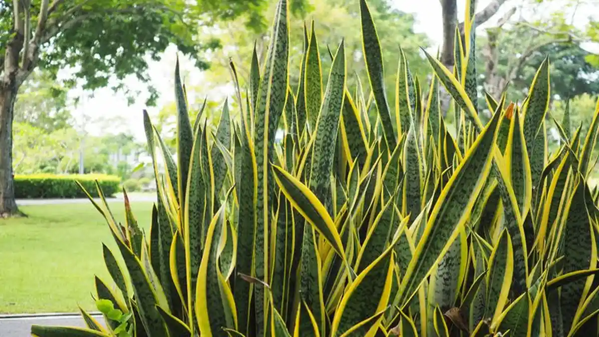 Manfaat Lidah Mertua atau Sansevieria Trifasciata untuk Kesehatan