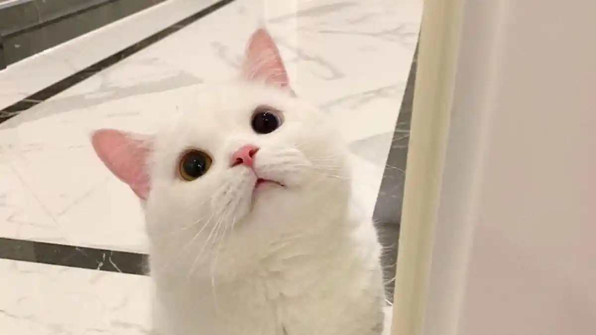 Pecinta Kucing Merapat! Ini Kumpulan Stiker Bergerak WhatsApp (WA) Kucing Lucu Kaya Ekspresi
