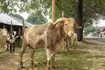 Kambing-di-Galeong1305.jpg