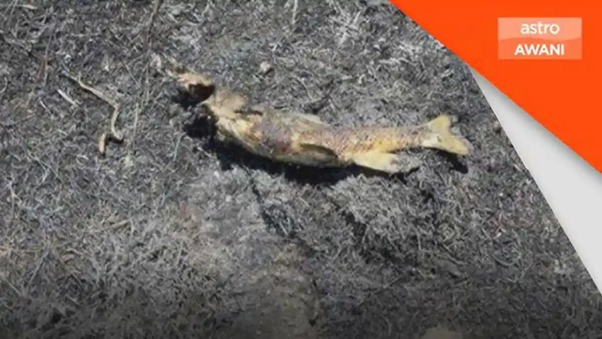 Ikan Jatuh dari Langit Picu Kebakaran di Ashcroft, Warga Tertawa Petugas Sigap Padamkan Api