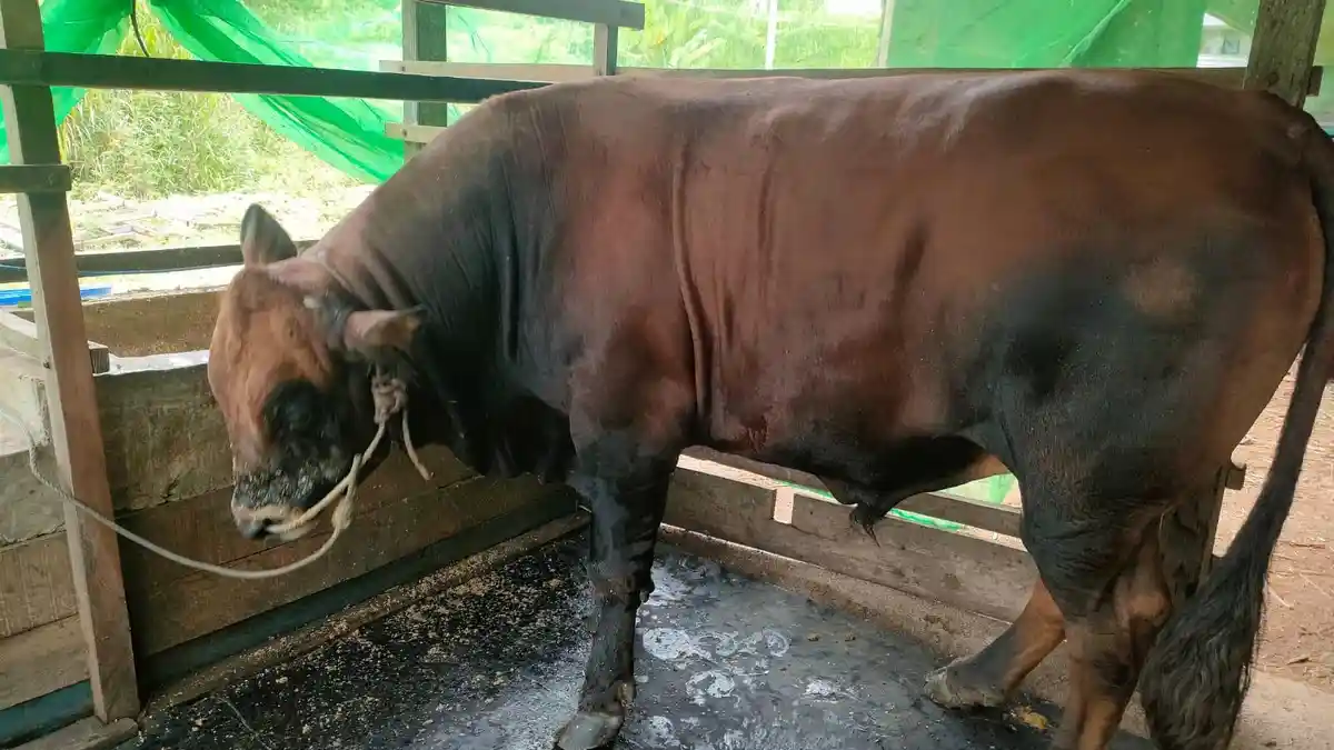Sapi Kurban Presiden Prabowo Seberat 1 Ton Disembelih di Pujananting Barru