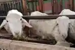 Sepi Pembeli Luar Daerah, Harga Kambing Gibas di Lumajang Terjun Bebas Jadi Rp 500 Ribu