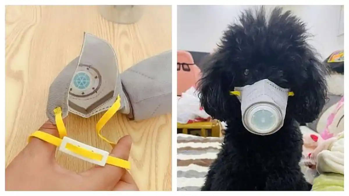 Pertama di Hong Kong, Seekor Anjing Jalani Karantina karena Positif Corona Covid-19, Tertular Ini