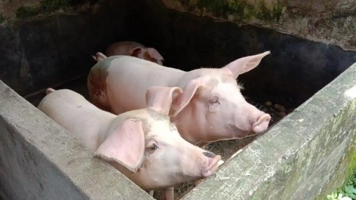 Pertanda Baik, Ini 10 Arti Mimpi Babi Panggang, Melambangkan Kemakmuran