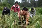 Panen Bawang Putih di Lintongnihuta, Dorong Swasembada Pangan 