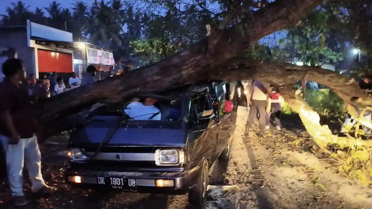 BREAKING NEWS - Tabrak Pohon Tumbang di Buleleng, Made Oka Tewas Tergencet