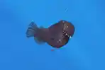 ikan-anglerfish-bungkuk-atau-yang-bernama-ilmiah-Melanocetus-johnsonii.jpg