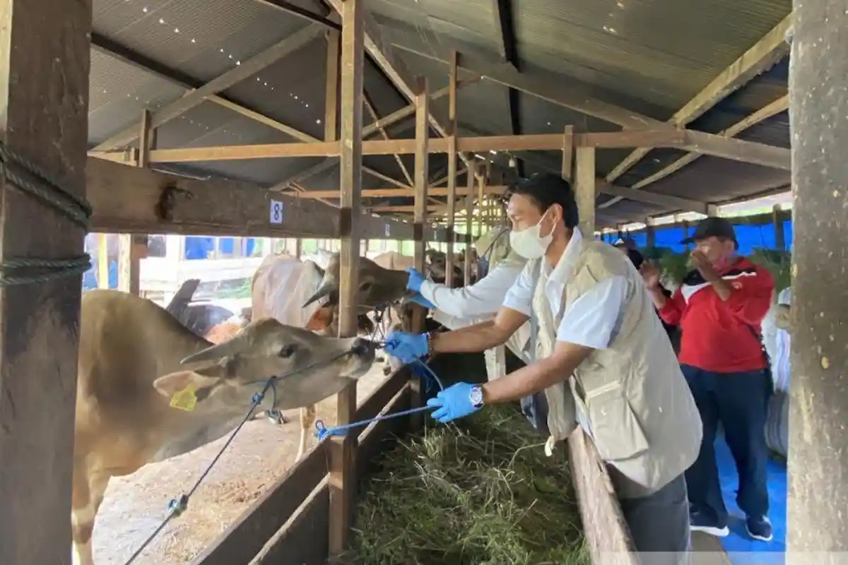 Jelang Nataru, Harga Daging Sapi di Luwu Sulsel Stabil Rp150 Ribu per Kilogram
