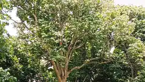 Bunga-Rontok-Dihajar-Hujan-Duku-Kayuagung-OKI-Dipastikan-Gagal-Panen-Tahun-Ini-Para-Petani-Merana.jpg