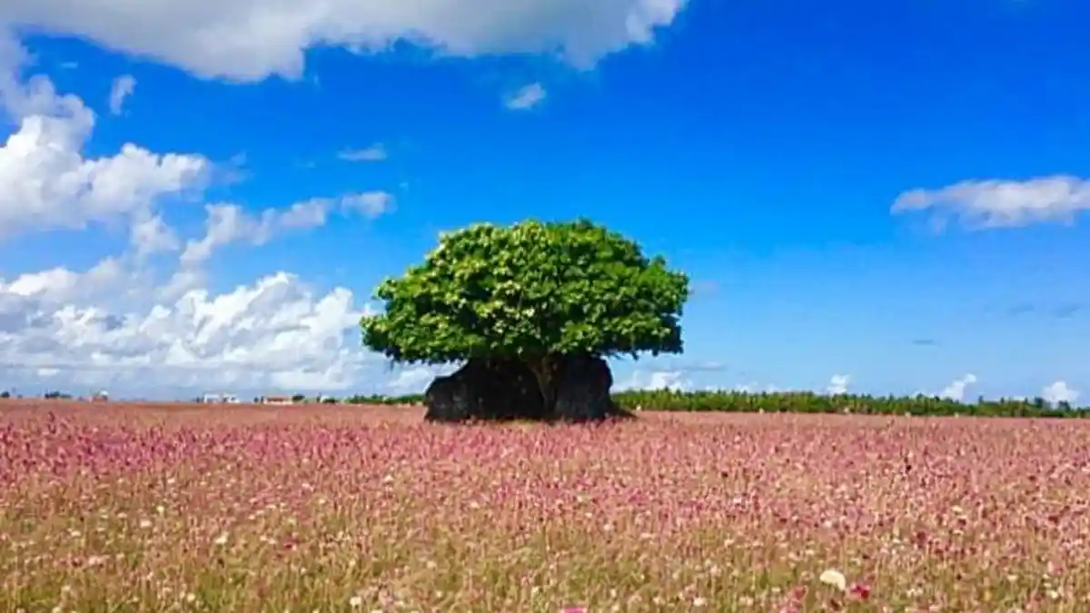 FEATURE: Pulau Nuse di Rote Ndao Diserbu Pengunjung, Mencium Aroma Segar di Padang Janda 