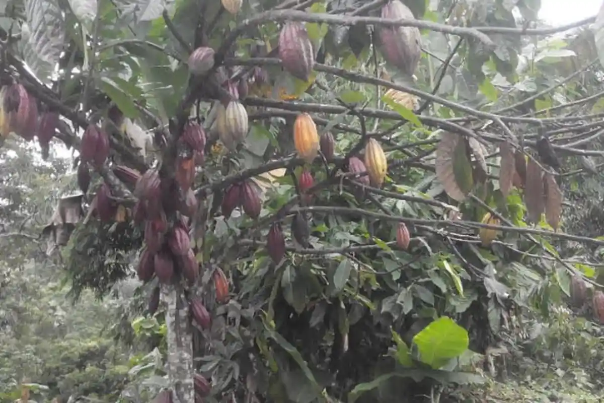 Harga Kakao Naik Tajam, Tapi Petani Aceh Timur Sudah Beralih Tanam Sawit, Sering Diserang Hama