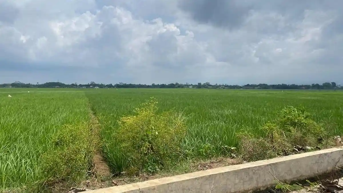 Pemuda Banyumas Tanam Sabu di Sawah, Dipasarkan ke Cilacap