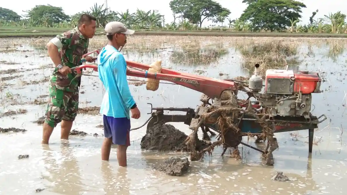 Di Demak, Tentara Ini Kerap Turun ke Lumpur Bantu Warga Bajak Sawah