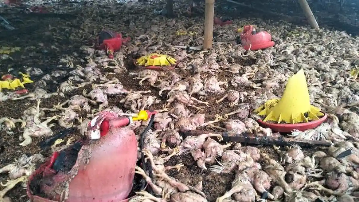12 Ribu Ekor Ayam Hangus, Kebakaran di Jembrana, Kerugian Capai Rp 1,4 Miliar