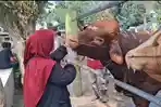 Suasana-pemeriksaan-hewan-sapi-di-Pasar-Hewan-Rojokoyo-Desa-Purwokerto-Kediri.jpg