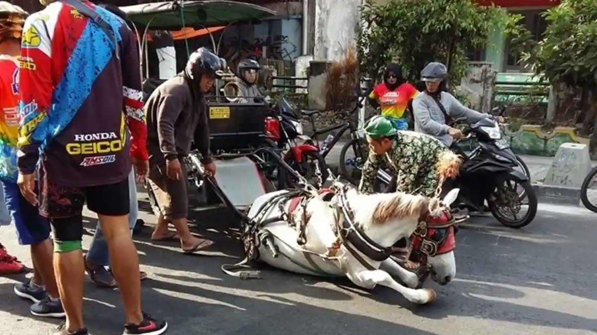 Lagi, Viral Foto Kuda Penarik Andong Terjatuh di Jogja