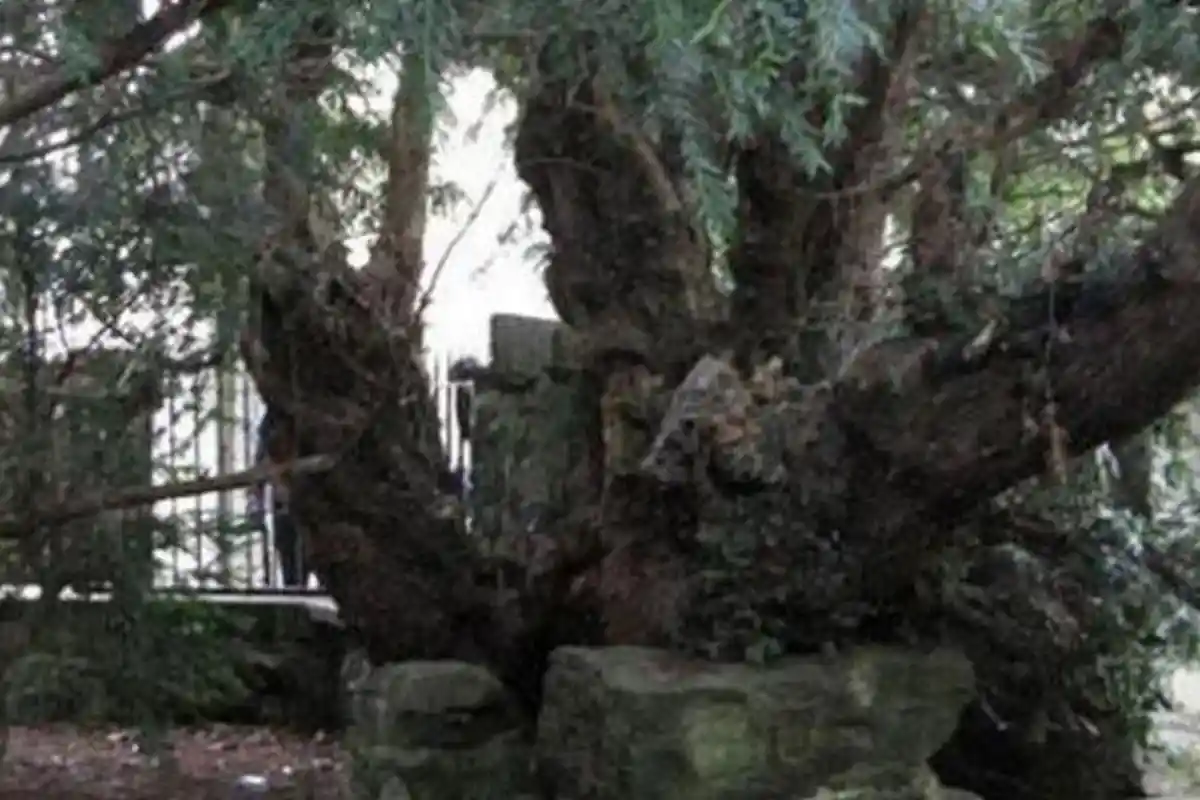 Memakan Korban 3 Orang, Pohon Usia Ratusan Tahun Berdiri Misterius Setelah Tumbang Dihempas Angin