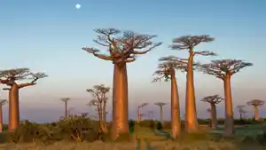pohon-baobab.jpg