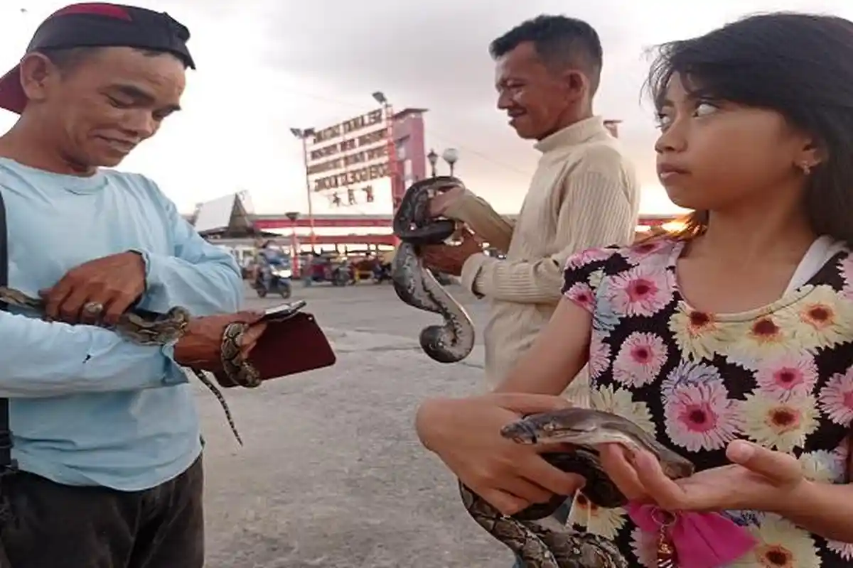 Zahrah Sanca, Gadis Kecil di Palembang Setiap Hari Main Bersama Ular Piton