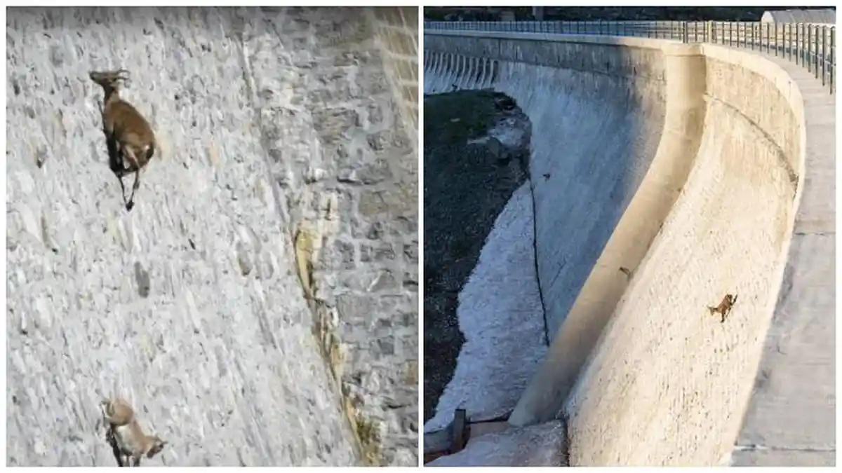 Ibex, Kambing yang Lincah Memanjat Dinding Vertikal untuk Berburu Garam
