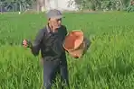 Petani-pupuk-padi-di-Trenggalek.jpg
