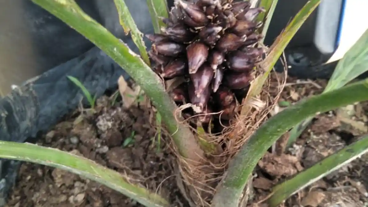 Aneh, Bibit Kelapa Sawit di Aceh Tamiang Sudah Berbuah, Petani: Ini Mustika Sawit